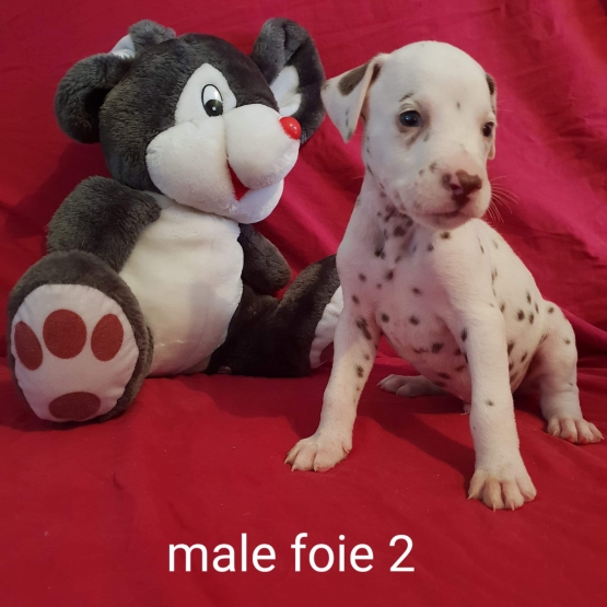 Image pour l'annonce Chiots dalmatiens LOF