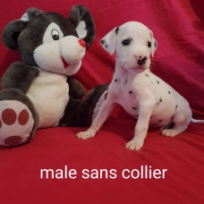 Image pour l'annonce Chiots dalmatiens LOF