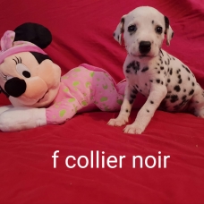 Image pour l'annonce Chiots dalmatiens LOF