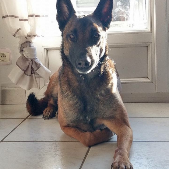 Image pour l'annonce Chiots Bergers BELGE malinois à réserver