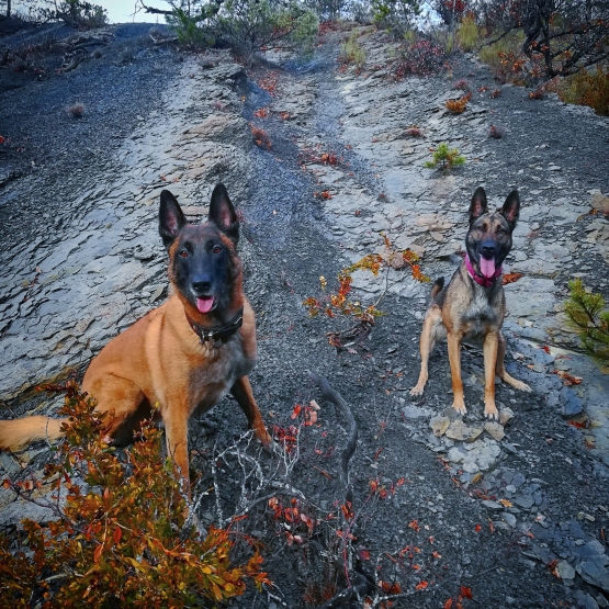 Image pour l'annonce Chiots Bergers BELGE malinois à réserver