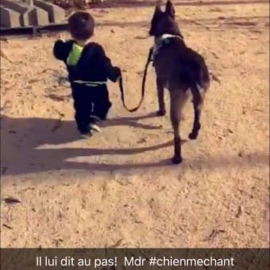 Image pour l'annonce Chiots Bergers BELGE malinois à réserver