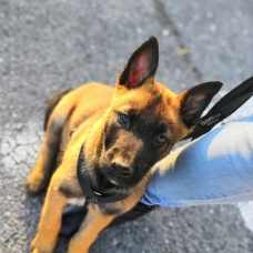 Image pour l'annonce Chiots Bergers BELGE malinois à réserver