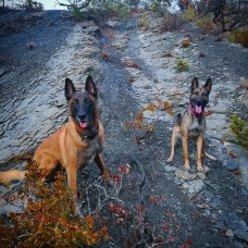 Image pour l'annonce Chiots Bergers BELGE malinois à réserver