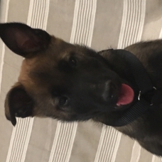 Image pour l'annonce Chiots Bergers BELGE malinois à réserver