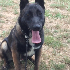 Image pour l'annonce Chiots Bergers BELGE malinois à réserver