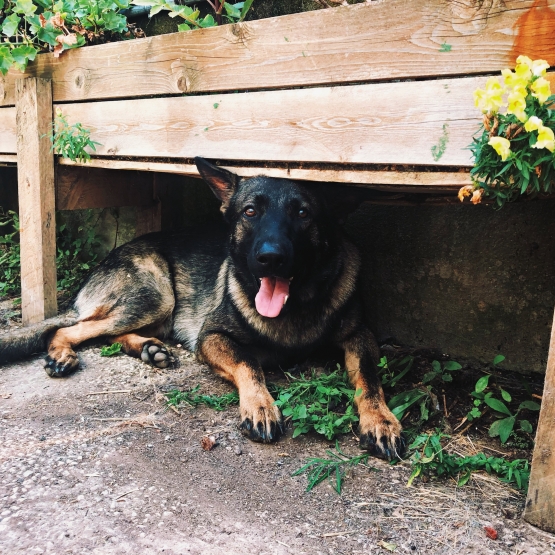 Image pour l'annonce chiots Bergers Allemand à reserver