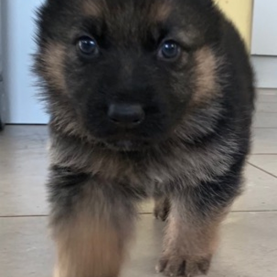 Image pour l'annonce chiots Bergers Allemand à reserver