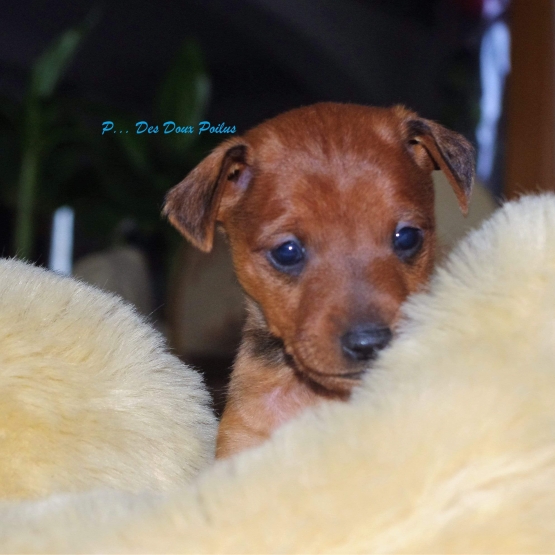 Image pour l'annonce Chiot  Pinscher nain inscrit au lof