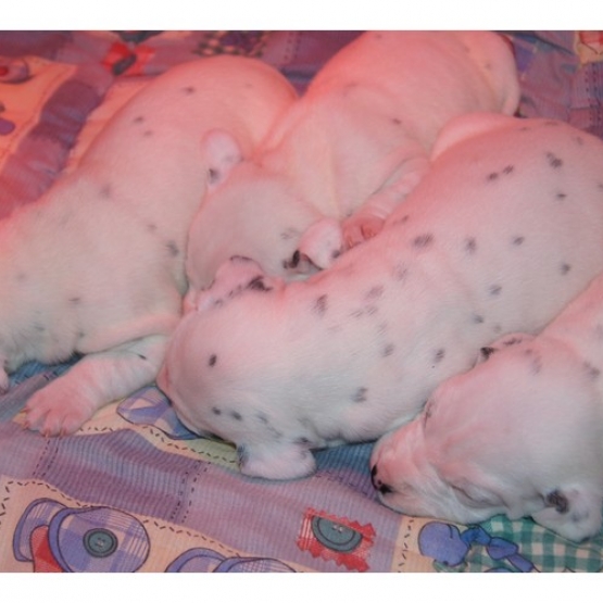 Image pour l'annonce Chiots Dalmatien à réserver