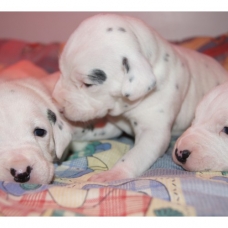 Image pour l'annonce Chiots Dalmatien à réserver