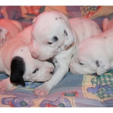 Image pour l'annonce Chiots Dalmatien à réserver