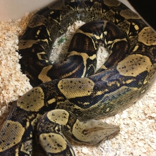 Image pour l'annonce Boa constrictor imperator comombien/hp terra
