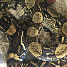 Image pour l'annonce Boa constrictor imperator comombien/hp terra