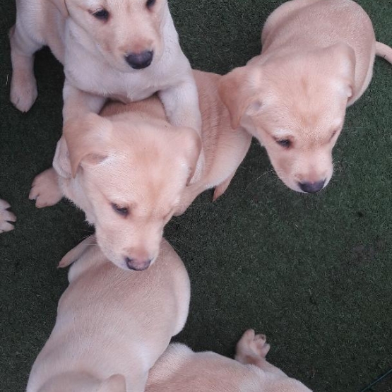 Image pour l'annonce chiot labrador lof travail/chasse/compagnie