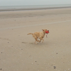 Image pour l'annonce chiot labrador lof travail/chasse/compagnie