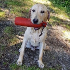 Image pour l'annonce chiot labrador lof travail/chasse/compagnie
