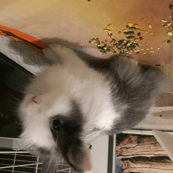 Image pour l'annonce A donner lapin nain