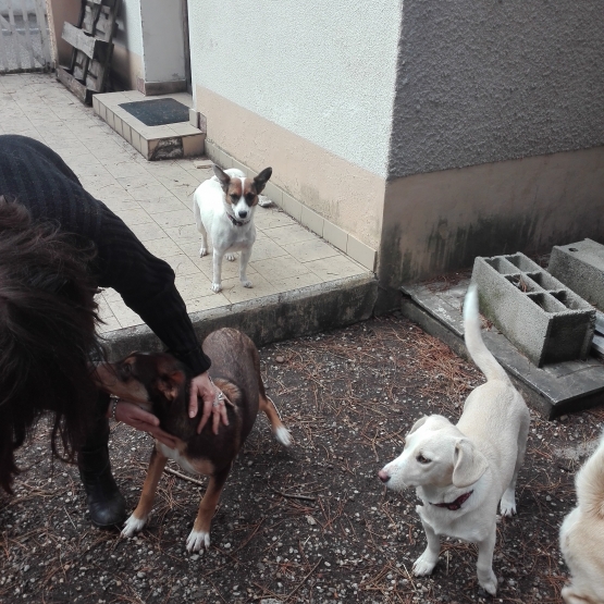 Image pour l'annonce BELLE CHIENNE X BASSET
