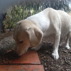 Image pour l'annonce BELLE CHIENNE X BASSET
