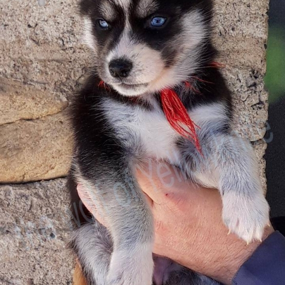Image pour l'annonce magnifiques chiots type husky sibérien