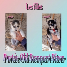 Image pour l'annonce magnifiques chiots type husky sibérien