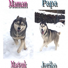 Image pour l'annonce magnifiques chiots type husky sibérien