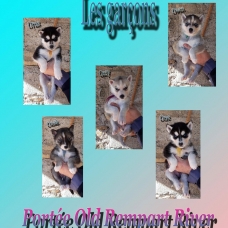 Image pour l'annonce magnifiques chiots type husky sibérien