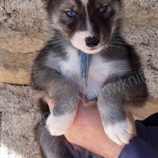 Image pour l'annonce magnifiques chiots type husky sibérien