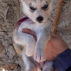Image pour l'annonce magnifiques chiots type husky sibérien