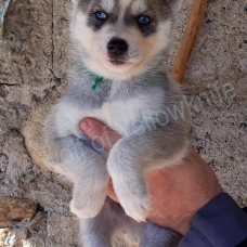 Image pour l'annonce magnifiques chiots type husky sibérien