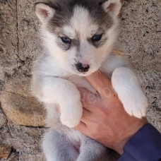 Image pour l'annonce magnifiques chiots type husky sibérien