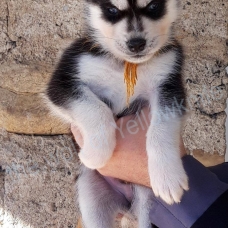 Image pour l'annonce magnifiques chiots type husky sibérien