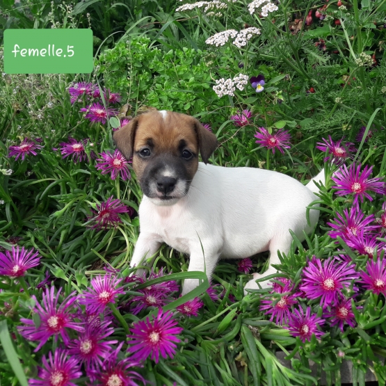 Image pour l'annonce A reserver chiot type jack russel