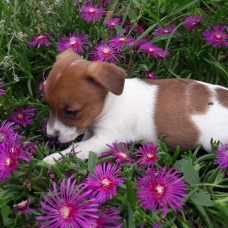 Image pour l'annonce A reserver chiot type jack russel