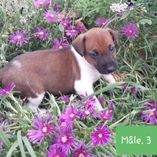 Image pour l'annonce A reserver chiot type jack russel