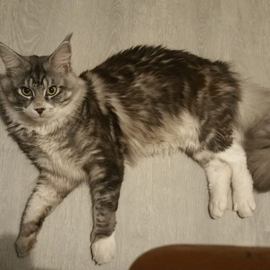 Image pour l'annonce Saillie Maine Coon