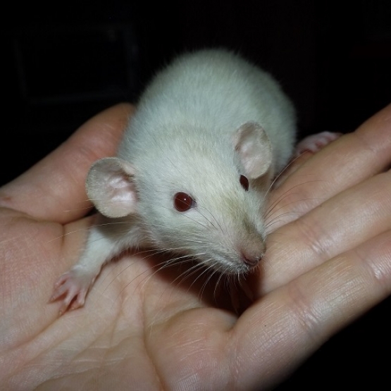 Image pour l'annonce A adopter bébés rats ratons dumbo / rex / double-rex