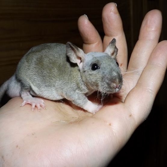 Image pour l'annonce A adopter bébés rats ratons dumbo / rex / double-rex
