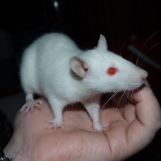 Image pour l'annonce A adopter bébés rats ratons dumbo / rex / double-rex