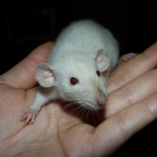 Image pour l'annonce A adopter bébés rats ratons dumbo / rex / double-rex