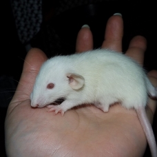 Image pour l'annonce A adopter bébés rats ratons dumbo / rex / double-rex