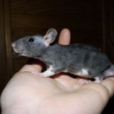 Image pour l'annonce A adopter bébés rats ratons dumbo / rex / double-rex