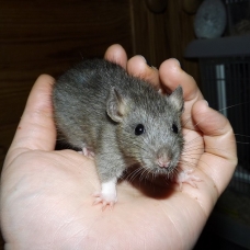 Image pour l'annonce A adopter bébés rats ratons dumbo / rex / double-rex