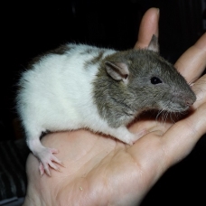 Image pour l'annonce A adopter bébés rats ratons dumbo / rex / double-rex