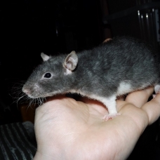 Image pour l'annonce A adopter bébés rats ratons dumbo / rex / double-rex
