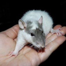 Image pour l'annonce A adopter bébés rats ratons dumbo / rex / double-rex