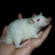 Image pour l'annonce A adopter bébés rats ratons dumbo / rex / double-rex