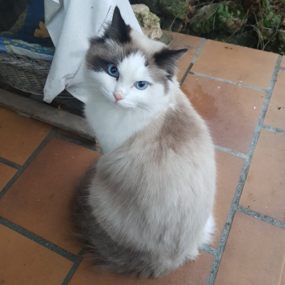 Image pour l'annonce Saillie Superbe Ragdoll mâle LOOF