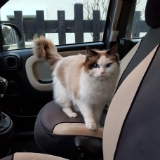 Image pour l'annonce Saillie Superbe Ragdoll mâle LOOF